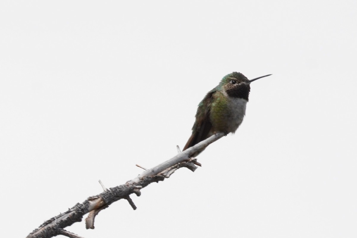 Broad-tailed Hummingbird - Kristy Dhaliwal