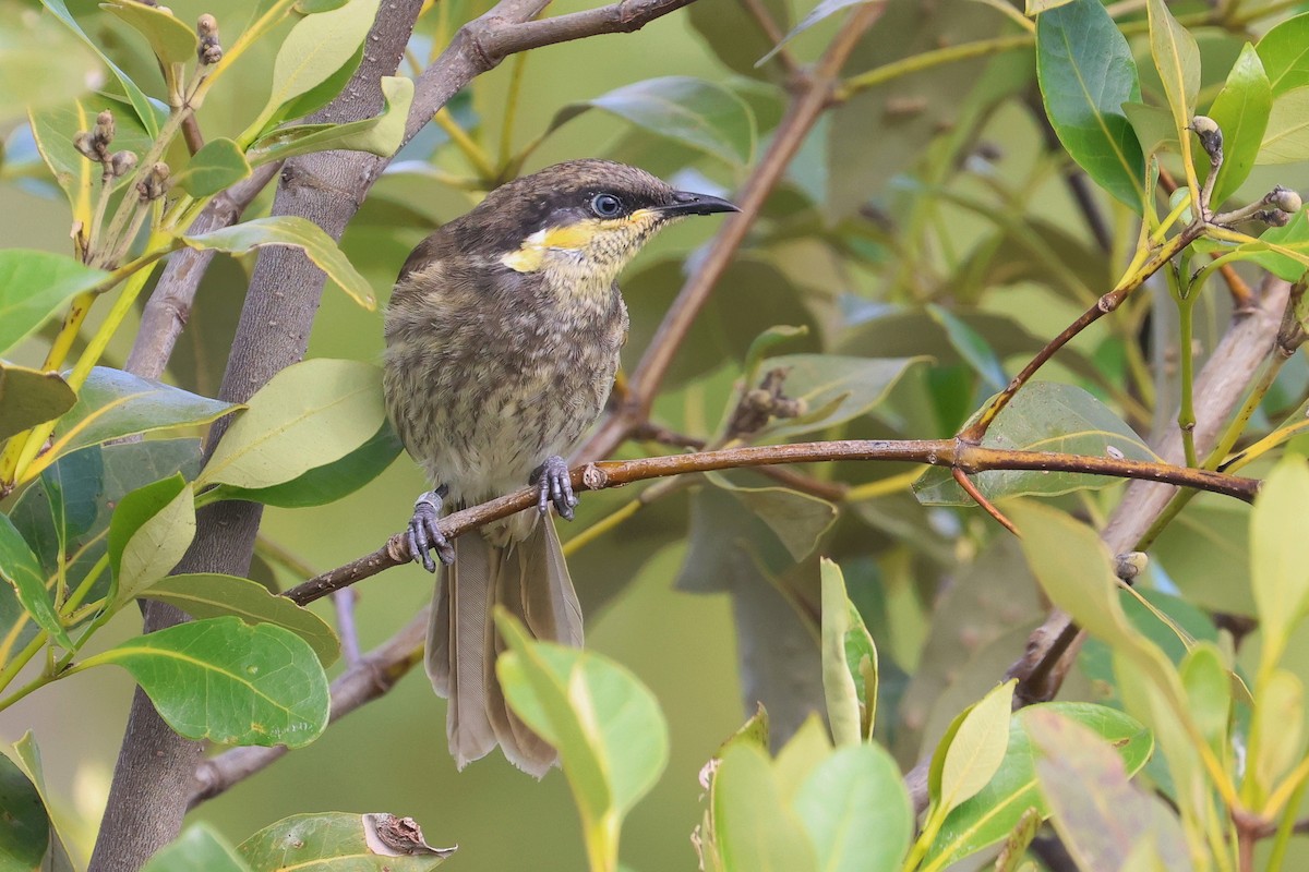 Mangrove Honeyeater - Lorix Bertling