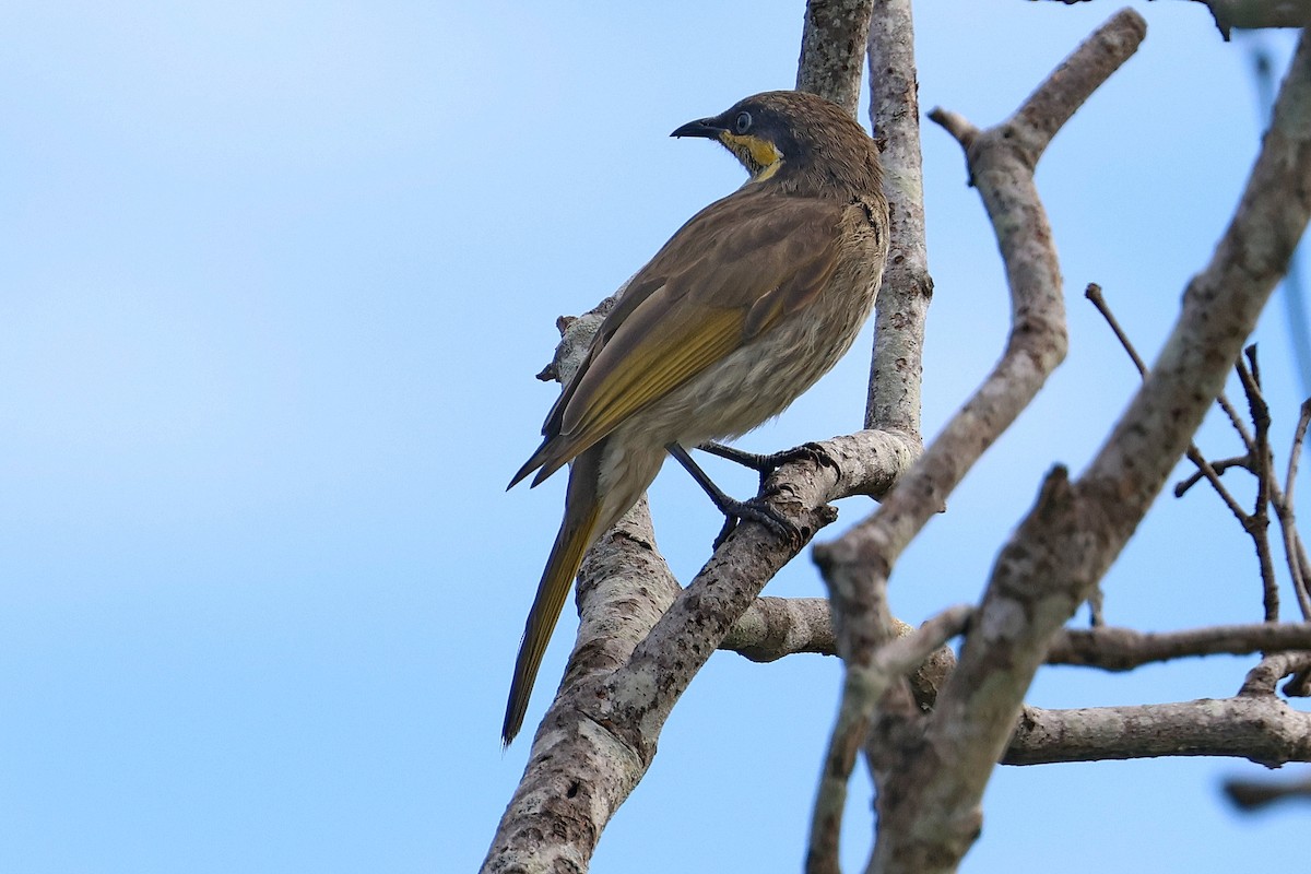 Mangrove Honeyeater - ML619380090