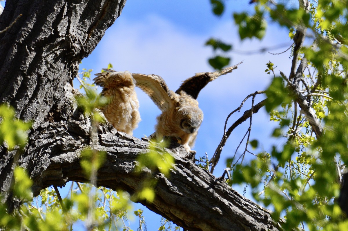 Great Horned Owl - Cheyenne Lee