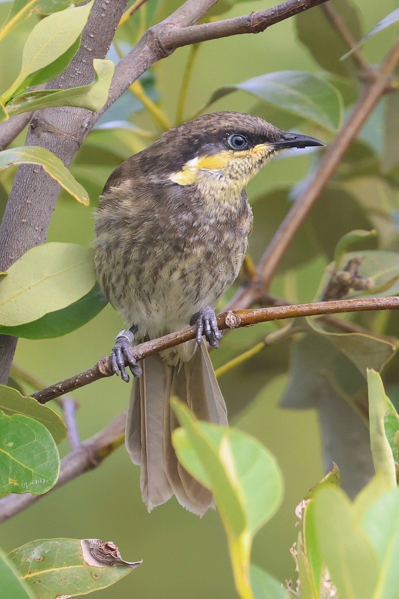 Mangrove Honeyeater - Lorix Bertling