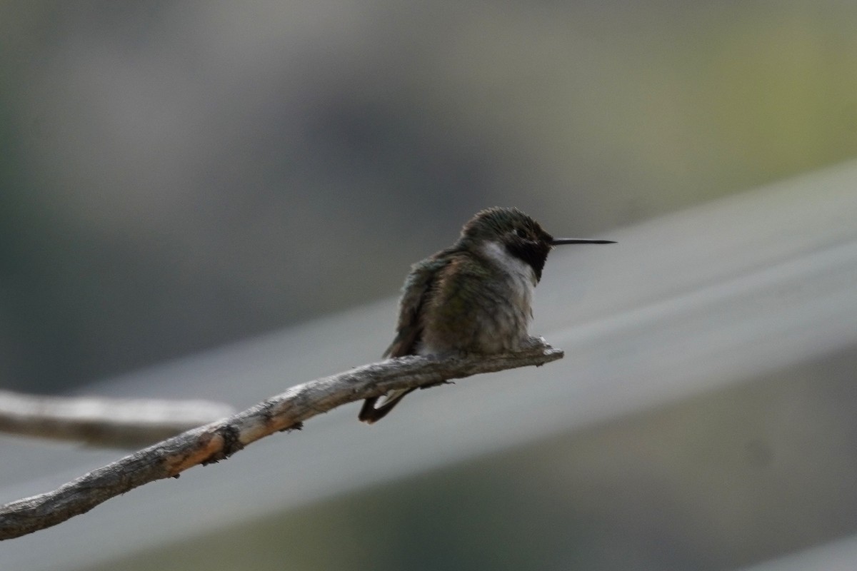 Black-chinned Hummingbird - Kristy Dhaliwal