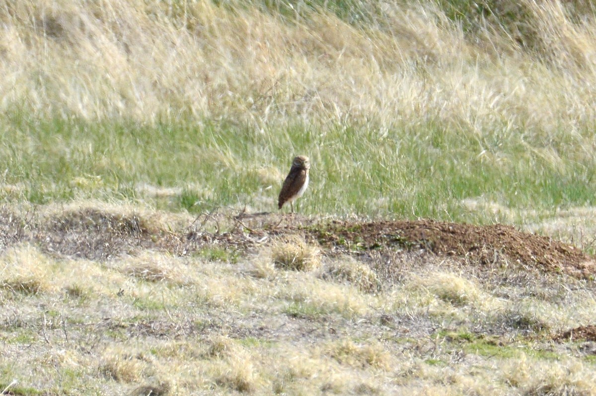 Burrowing Owl - Cheyenne Lee