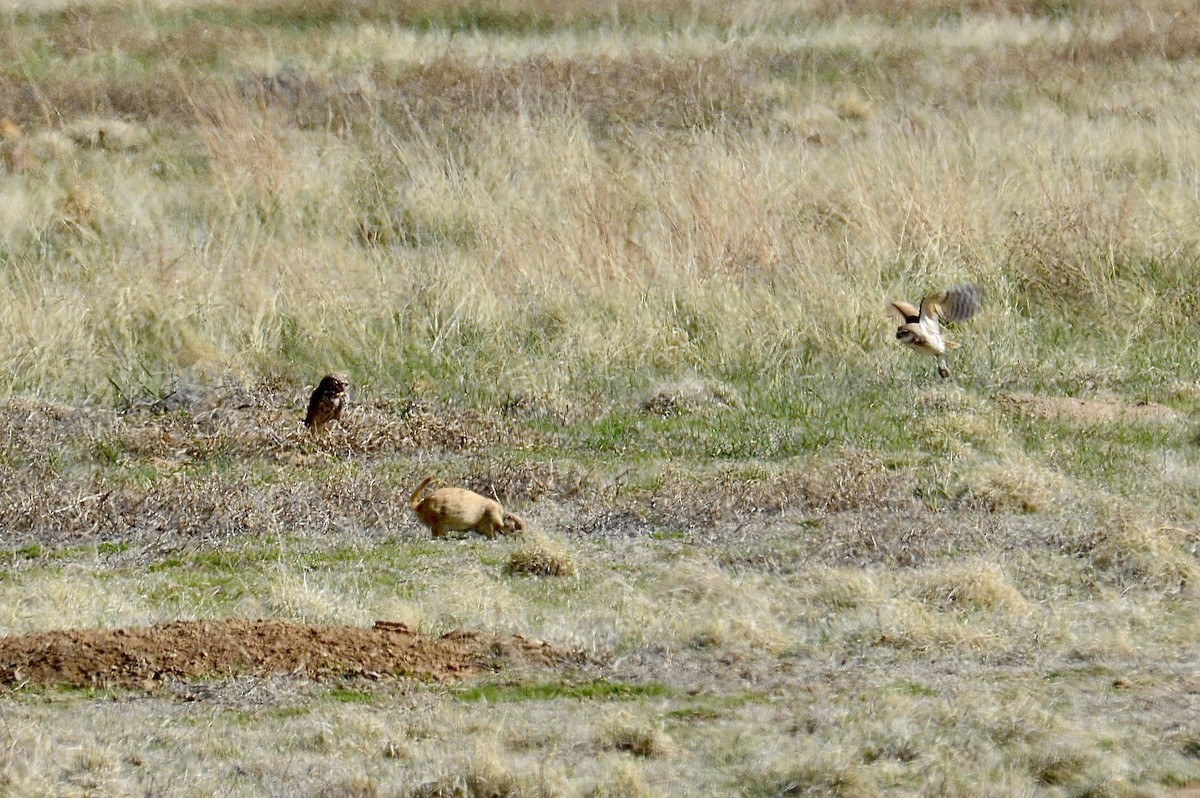 Burrowing Owl - Cheyenne Lee