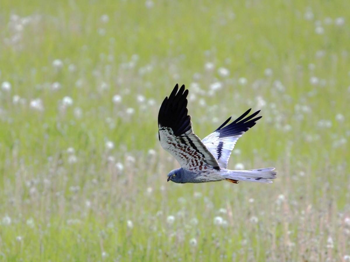 Montagu's Harrier - Svetlana Sluckaya