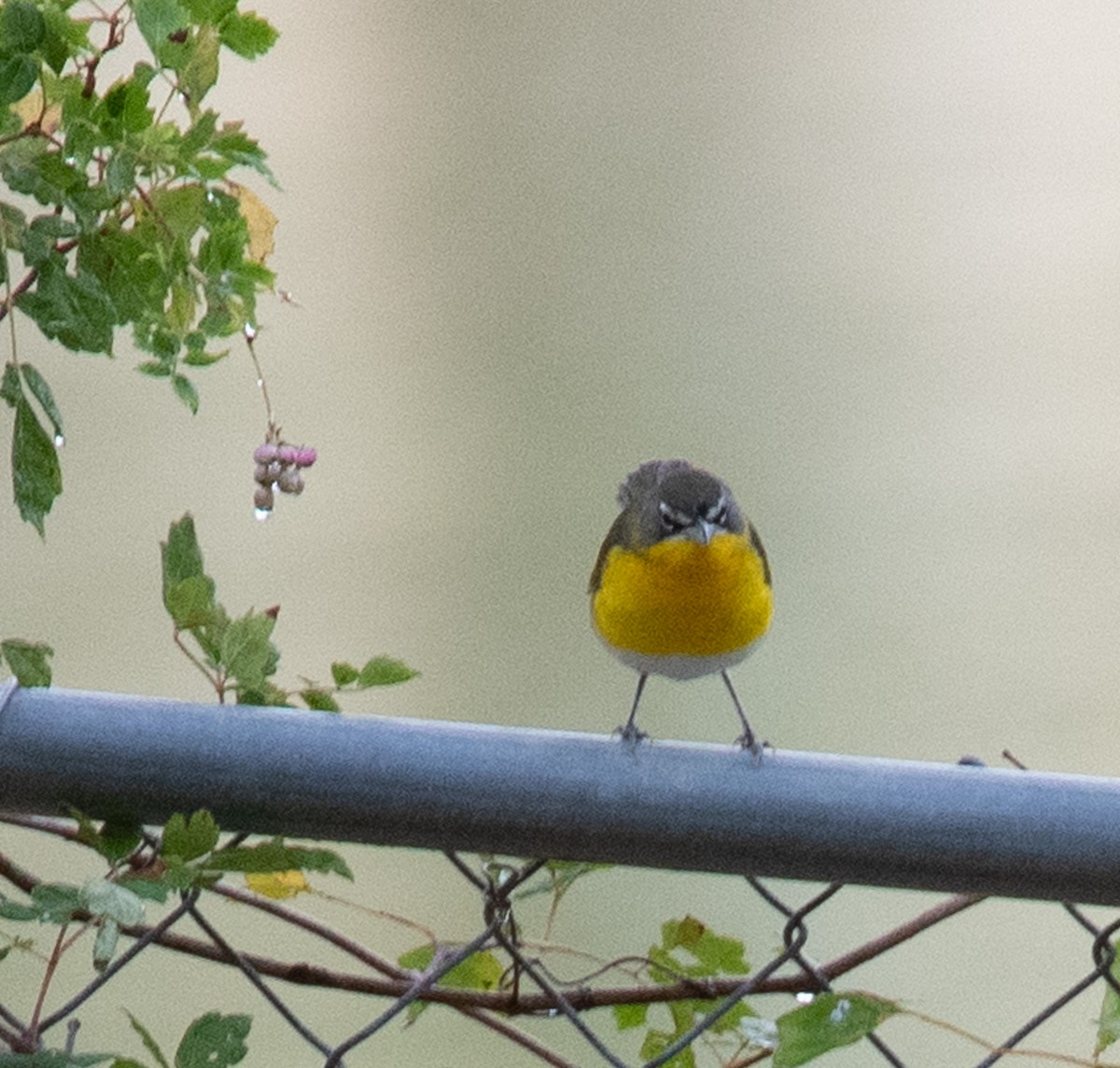 Yellow-breasted Chat - Angie W