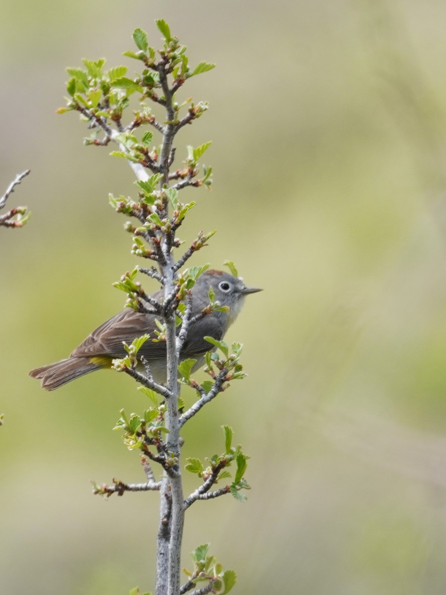 Virginia's Warbler - Kristy Dhaliwal