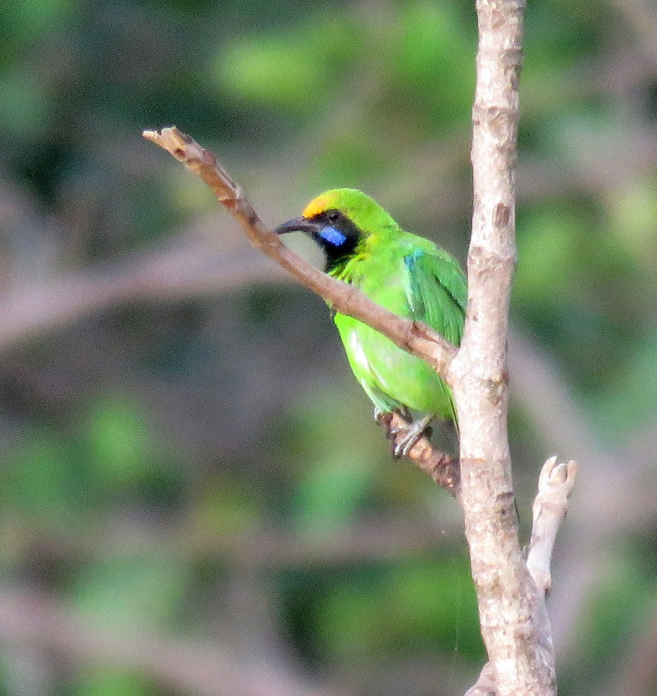 Golden-fronted Leafbird - Rohan Chakravarty