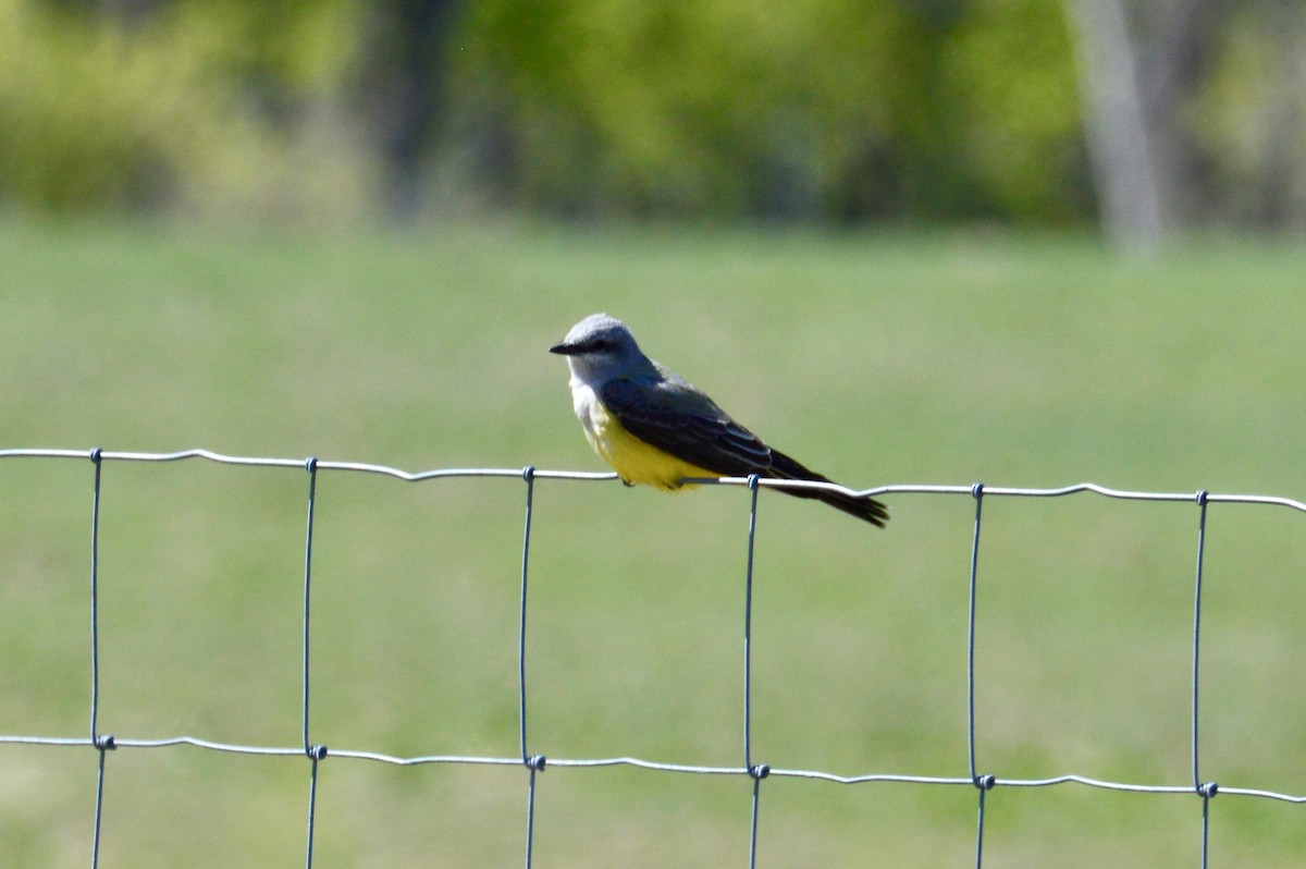 Western Kingbird - Cheyenne Lee