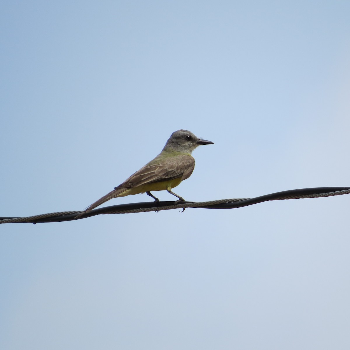 Tropical Kingbird - Alex Loya