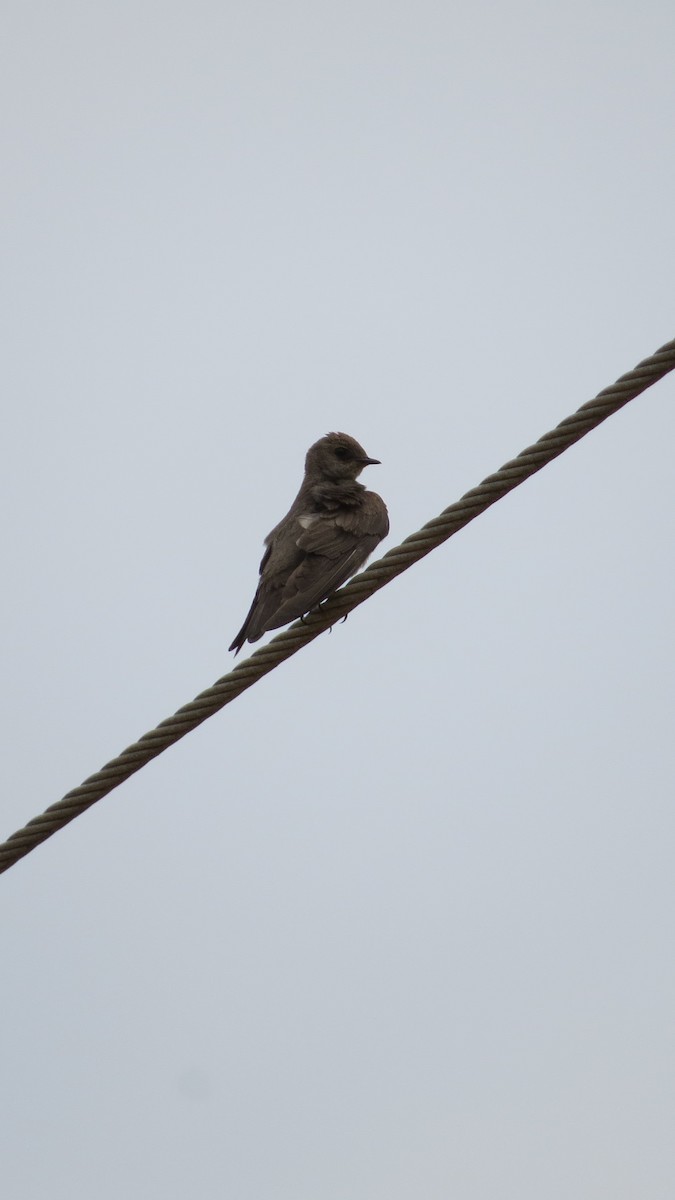 Northern Rough-winged Swallow - Alex Loya