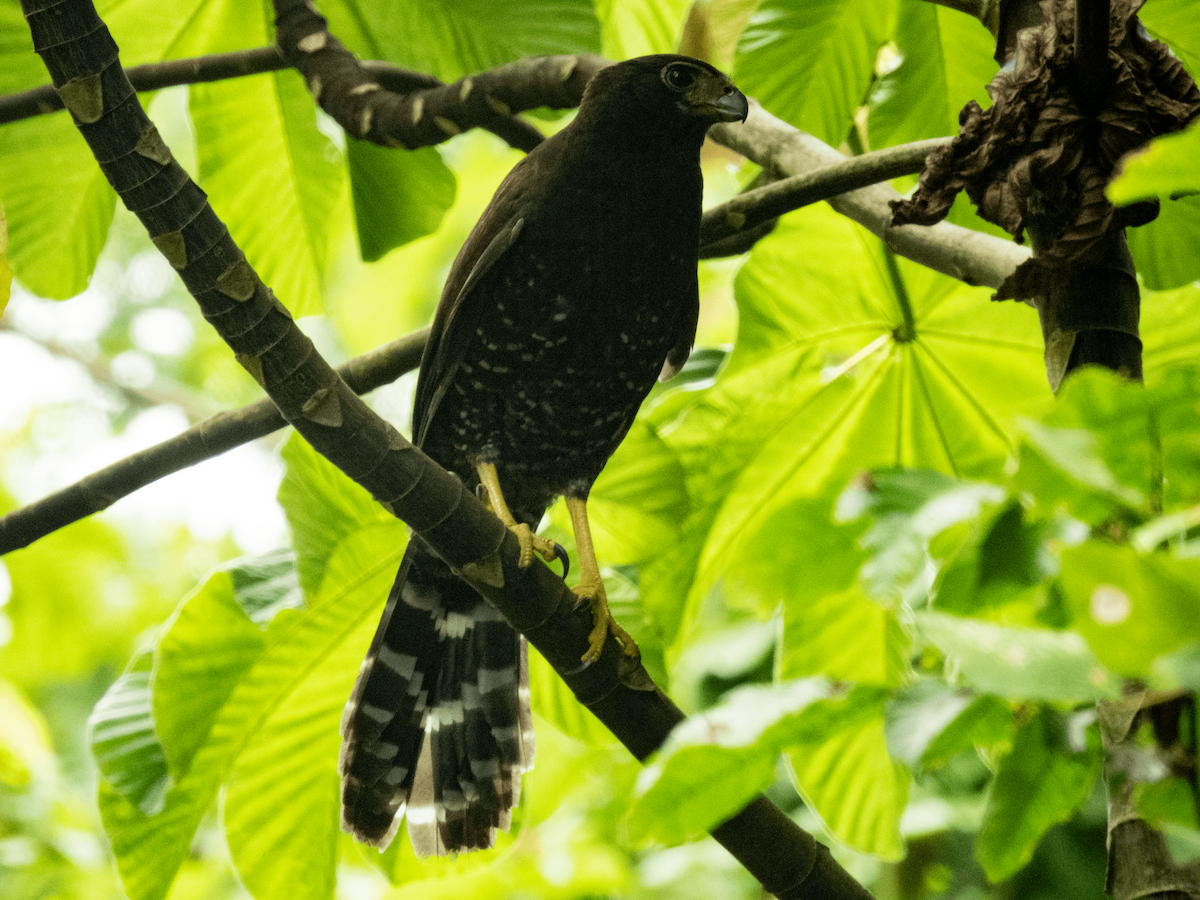 Collared Forest-Falcon - ML619380174