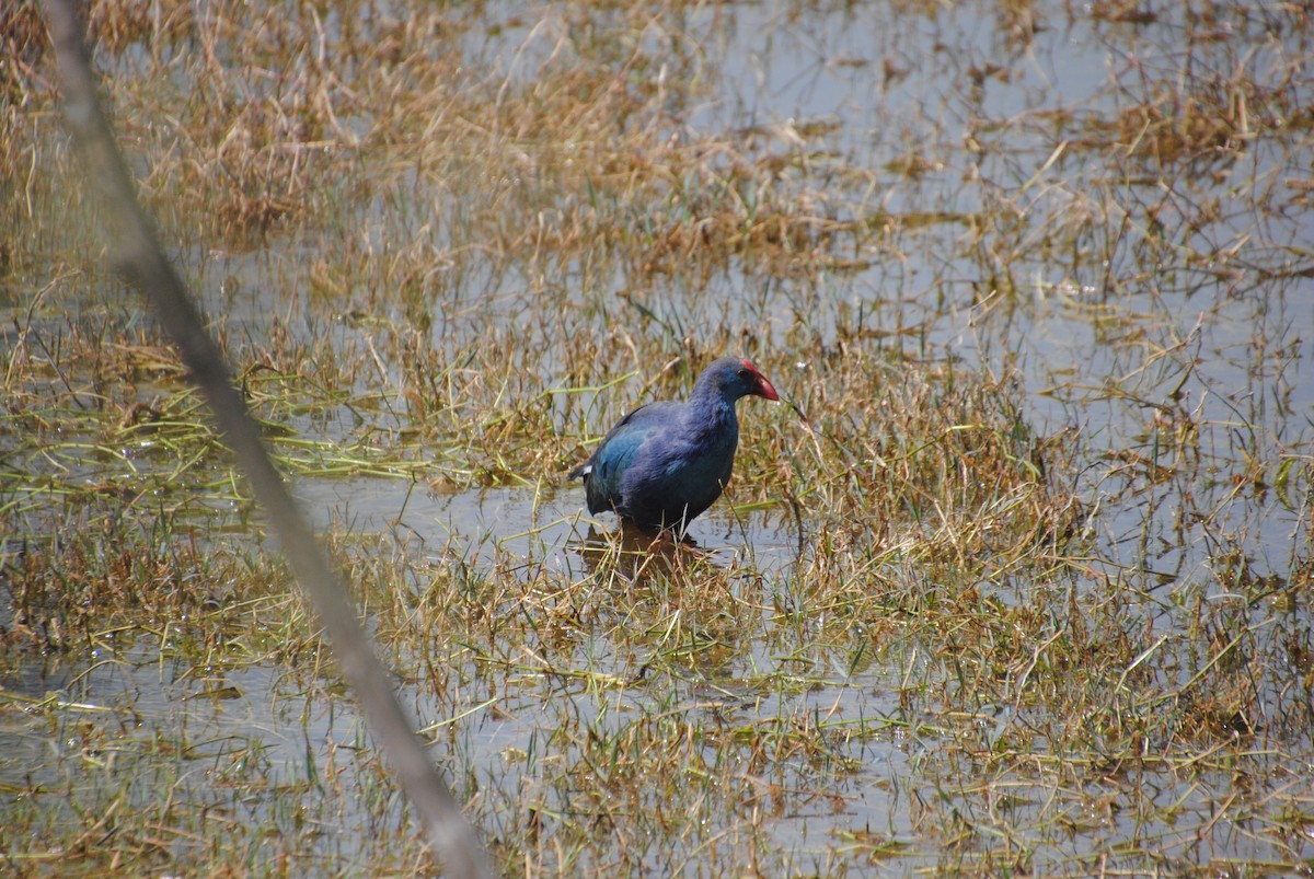 Gray-headed Swamphen - Alyssa DeRubeis