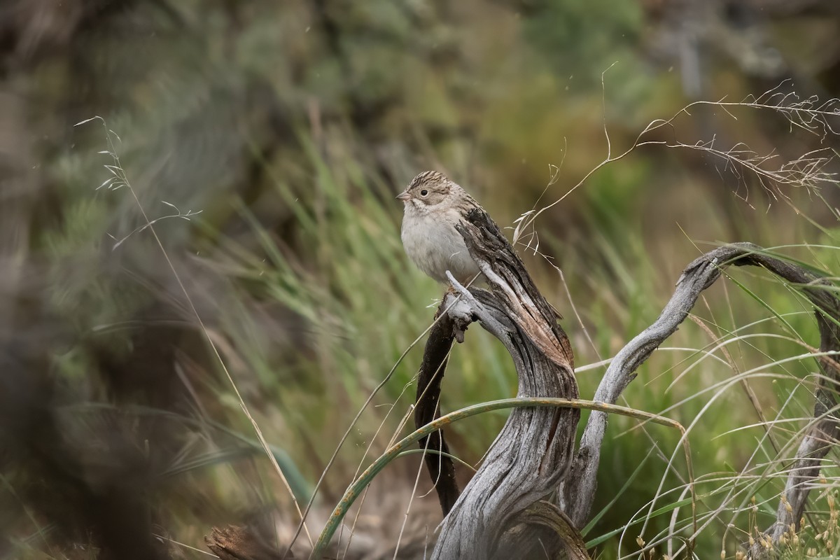 Brewer's Sparrow - Dominic More O’Ferrall