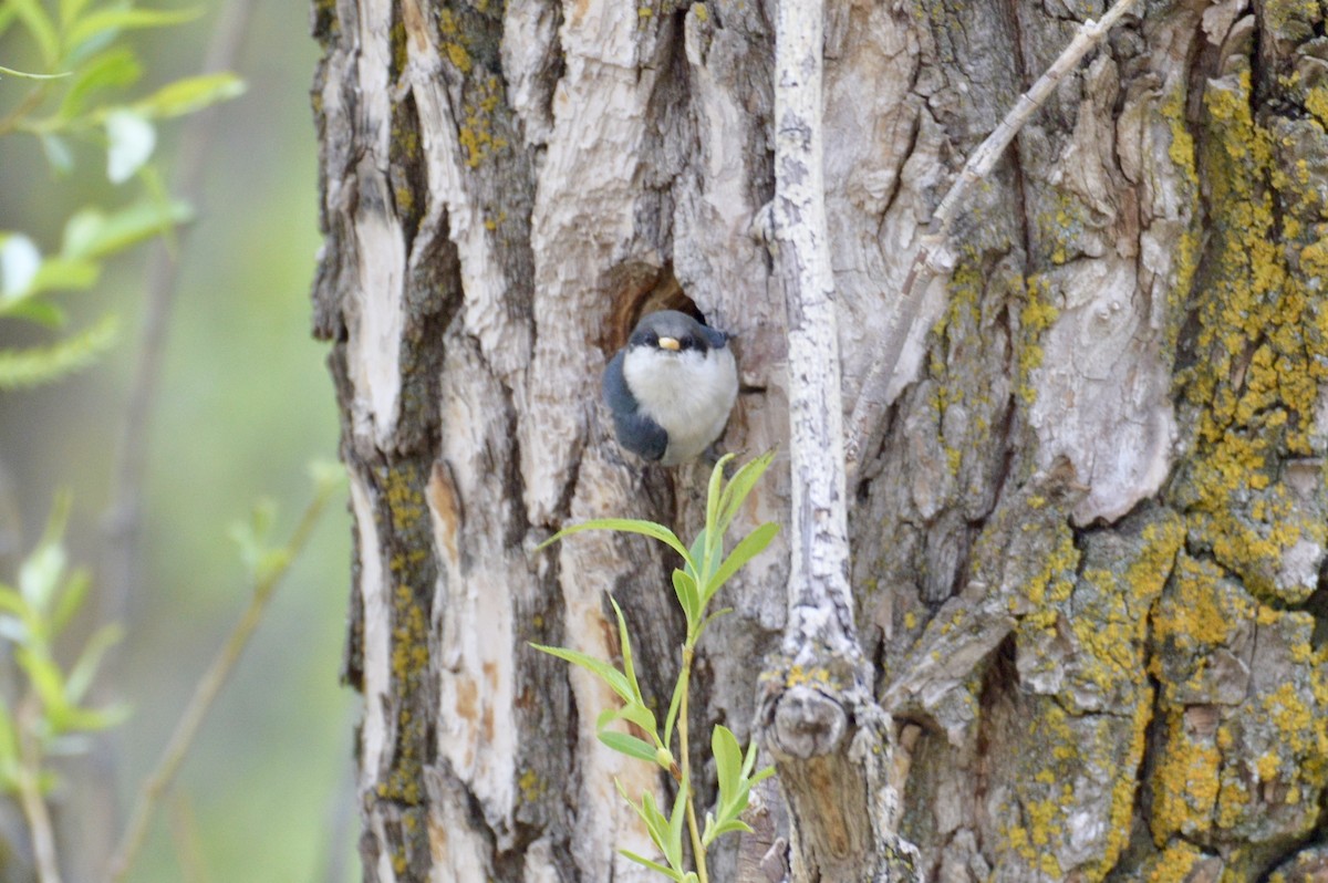 Pygmy Nuthatch - Cheyenne Lee