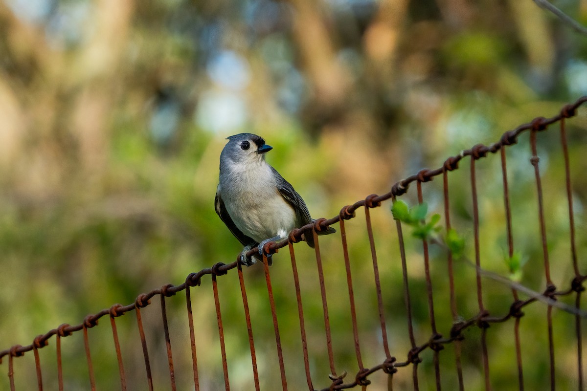 Tufted Titmouse - ML619380238