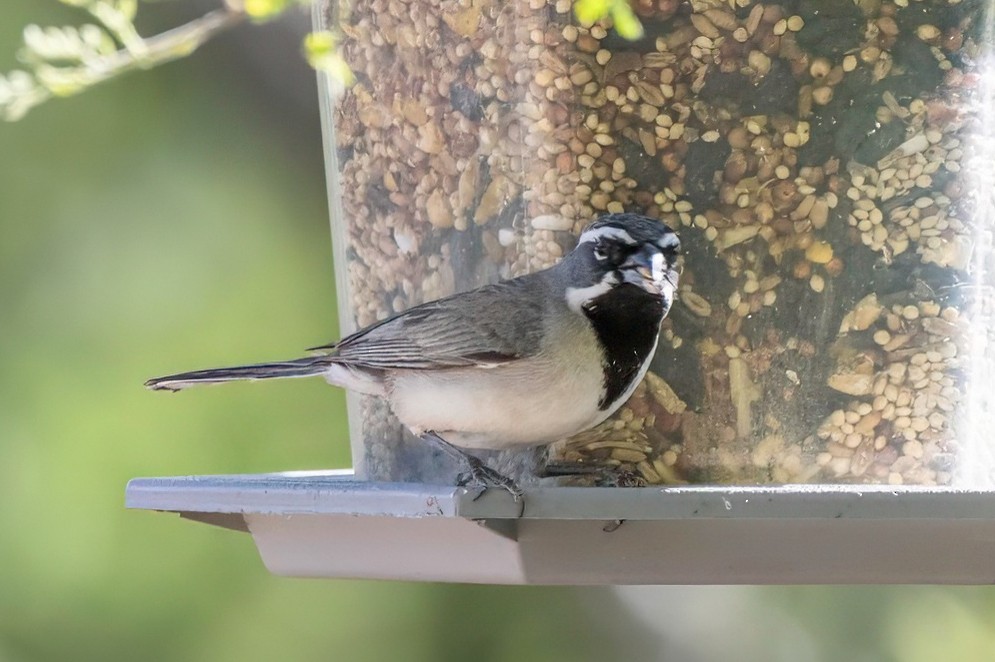 Black-throated Sparrow - LAURA FRAZIER