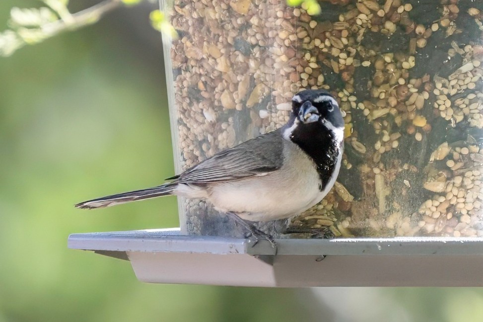 Black-throated Sparrow - LAURA FRAZIER