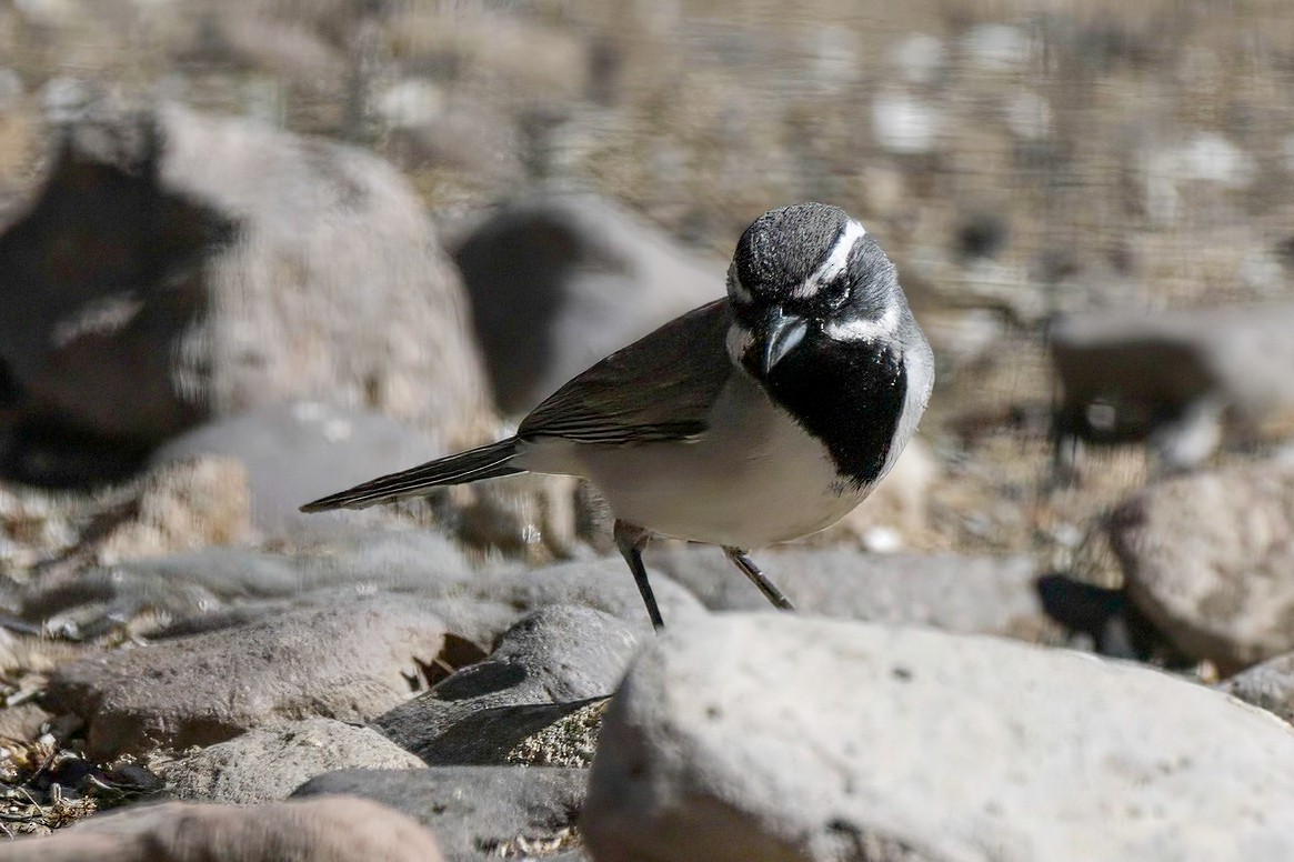 Black-throated Sparrow - LAURA FRAZIER