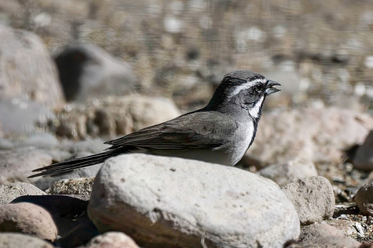 Black-throated Sparrow - LAURA FRAZIER