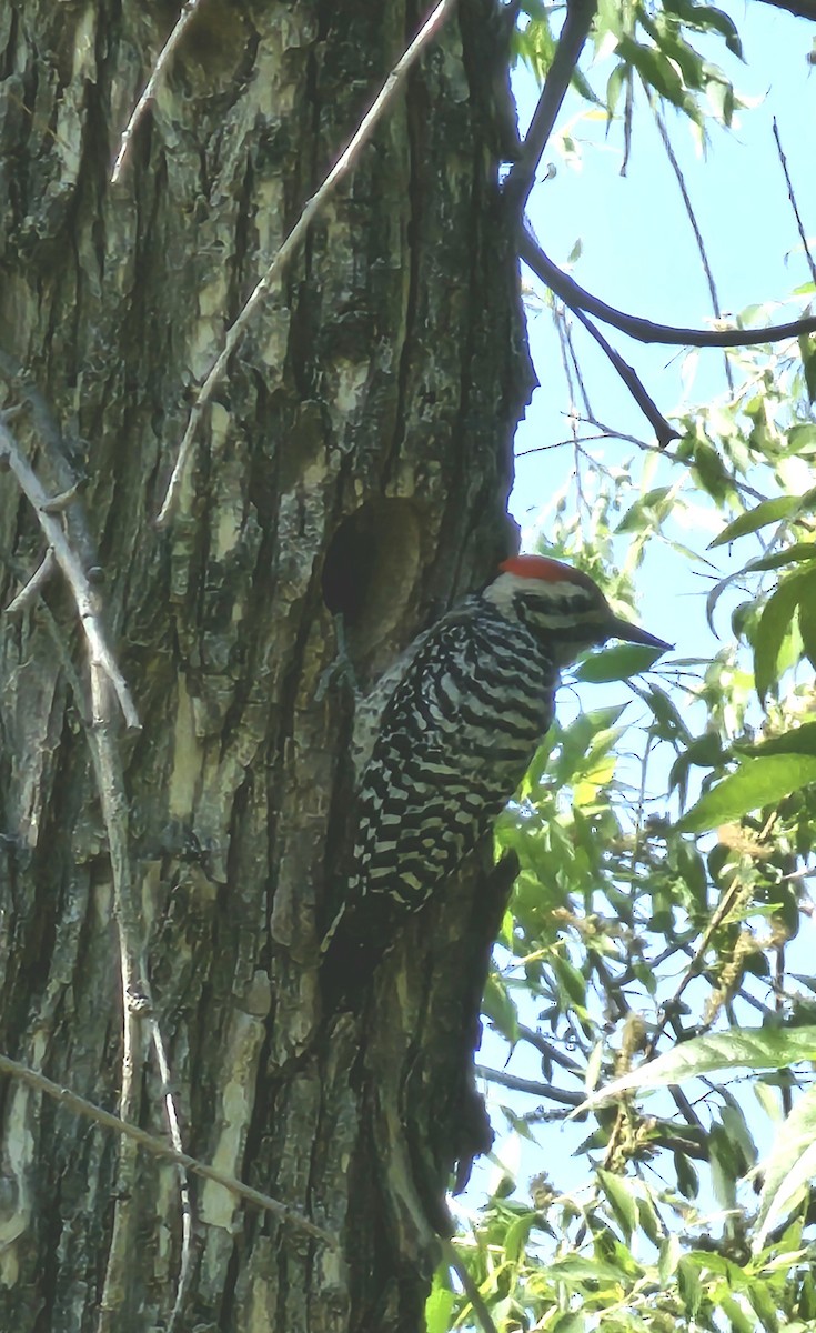 Ladder-backed Woodpecker - Joe Chen