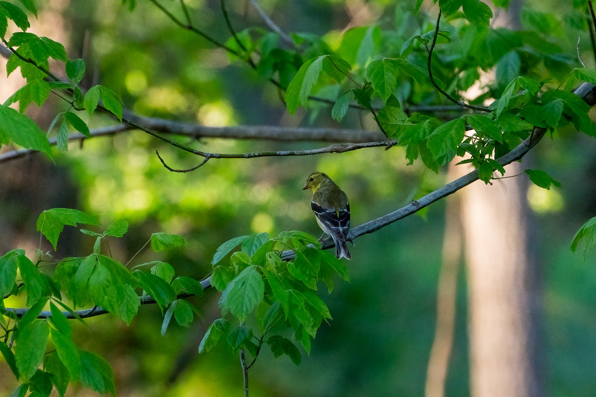 American Goldfinch - Andrea C