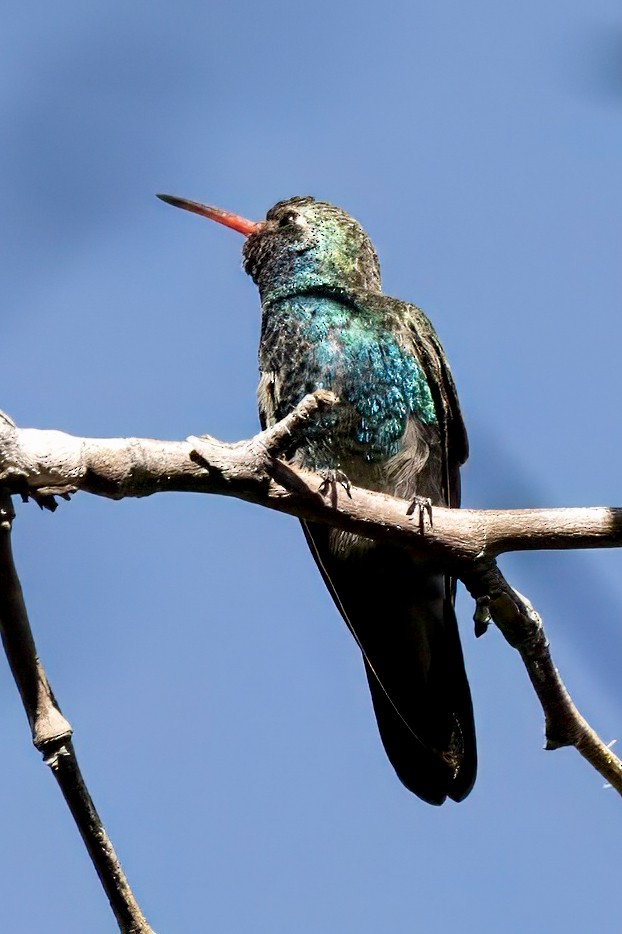 Broad-billed Hummingbird - LAURA FRAZIER