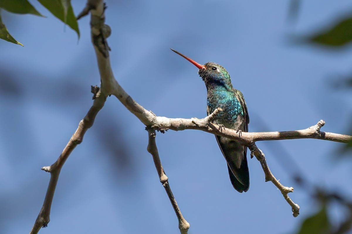 Broad-billed Hummingbird - ML619380307