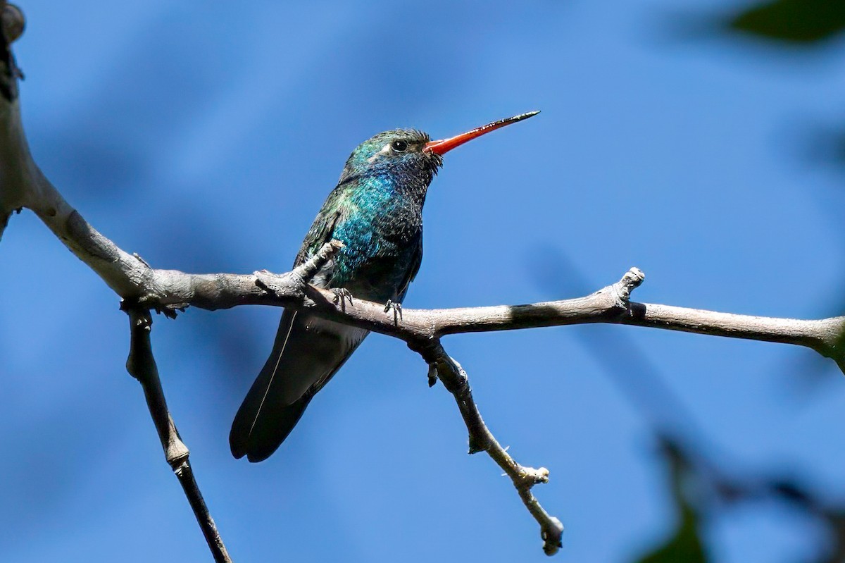Broad-billed Hummingbird - LAURA FRAZIER