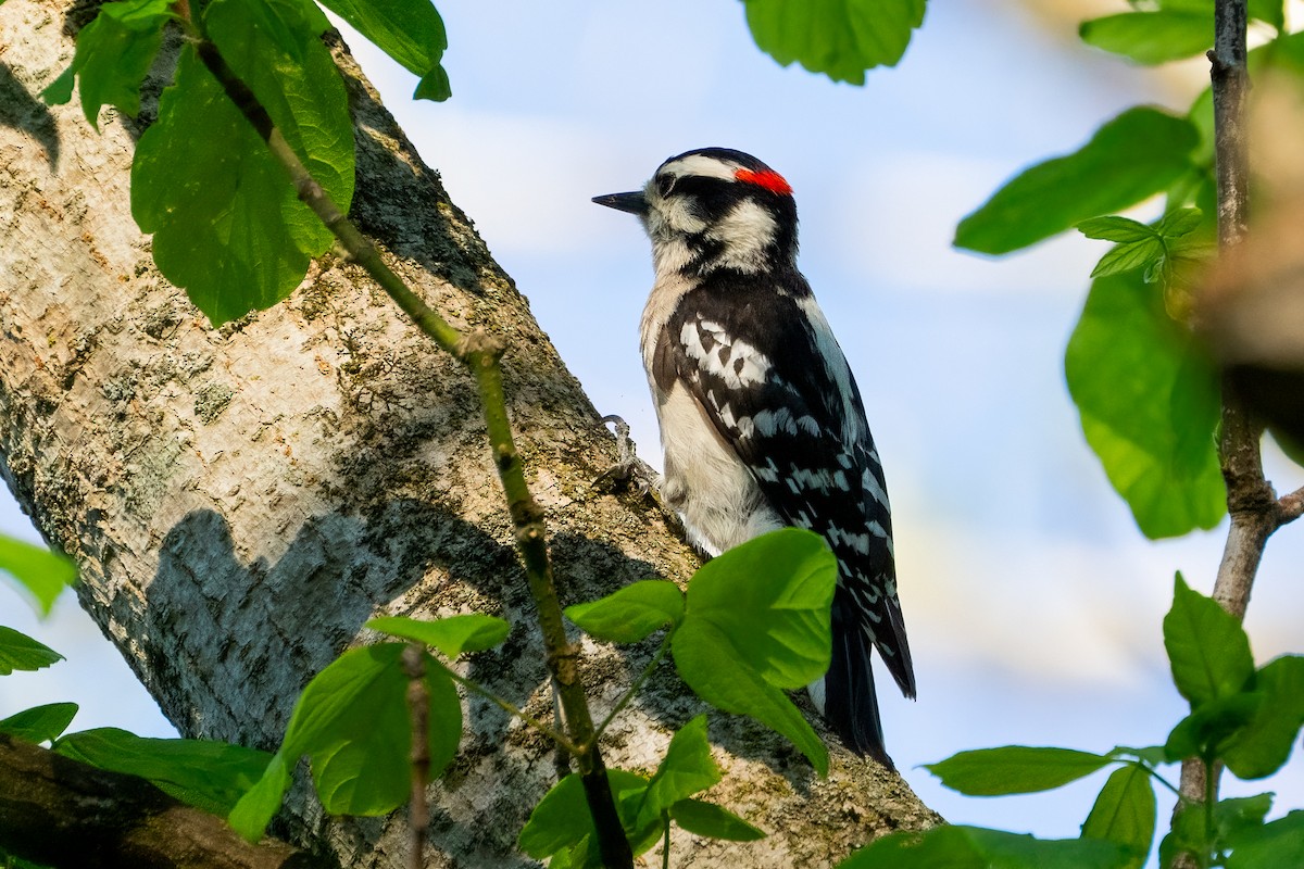Downy Woodpecker - Andrea C