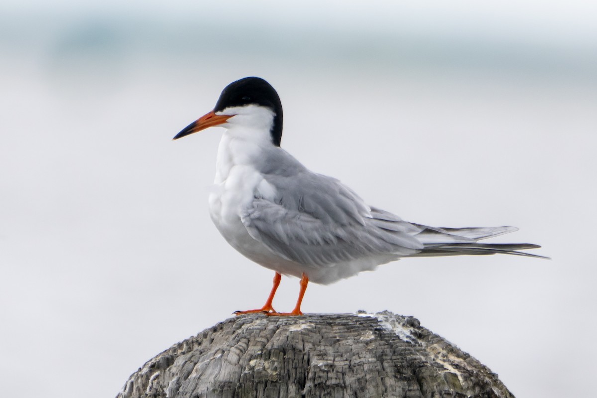 Forster's Tern - ML619380313