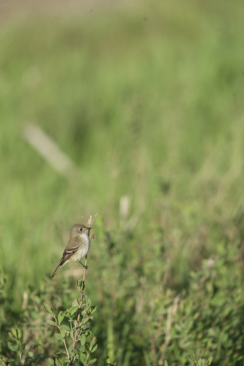 Alder/Willow Flycatcher (Traill's Flycatcher) - Matthew Shuler