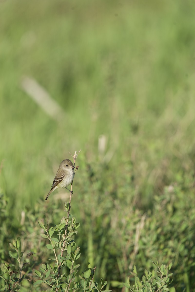 Alder/Willow Flycatcher (Traill's Flycatcher) - Matthew Shuler