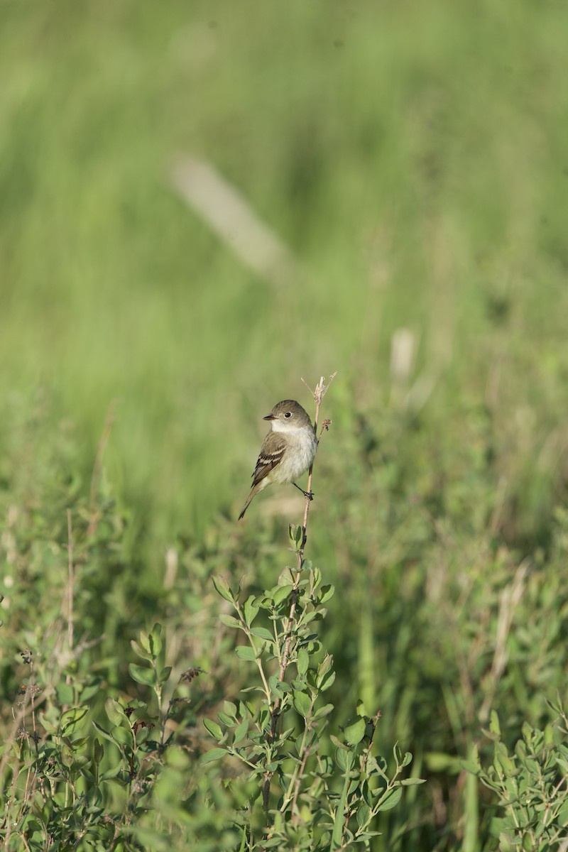 Alder/Willow Flycatcher (Traill's Flycatcher) - Matthew Shuler