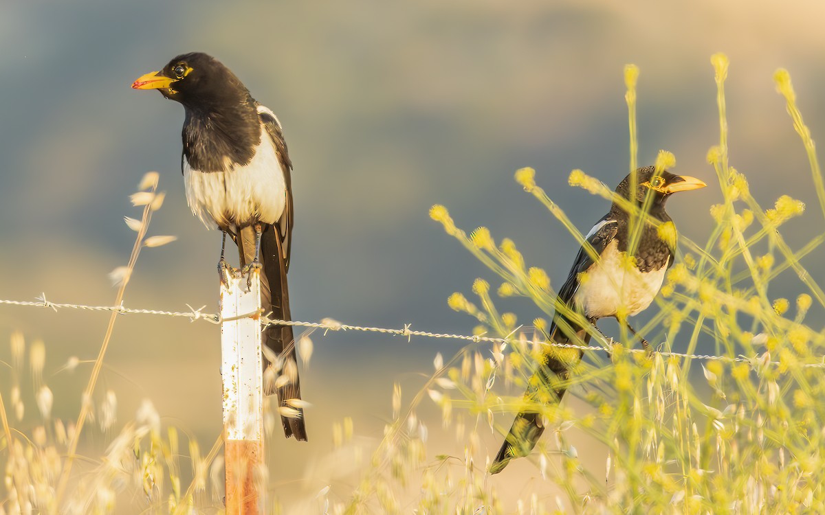 Yellow-billed Magpie - Tom (TK) Kaestner