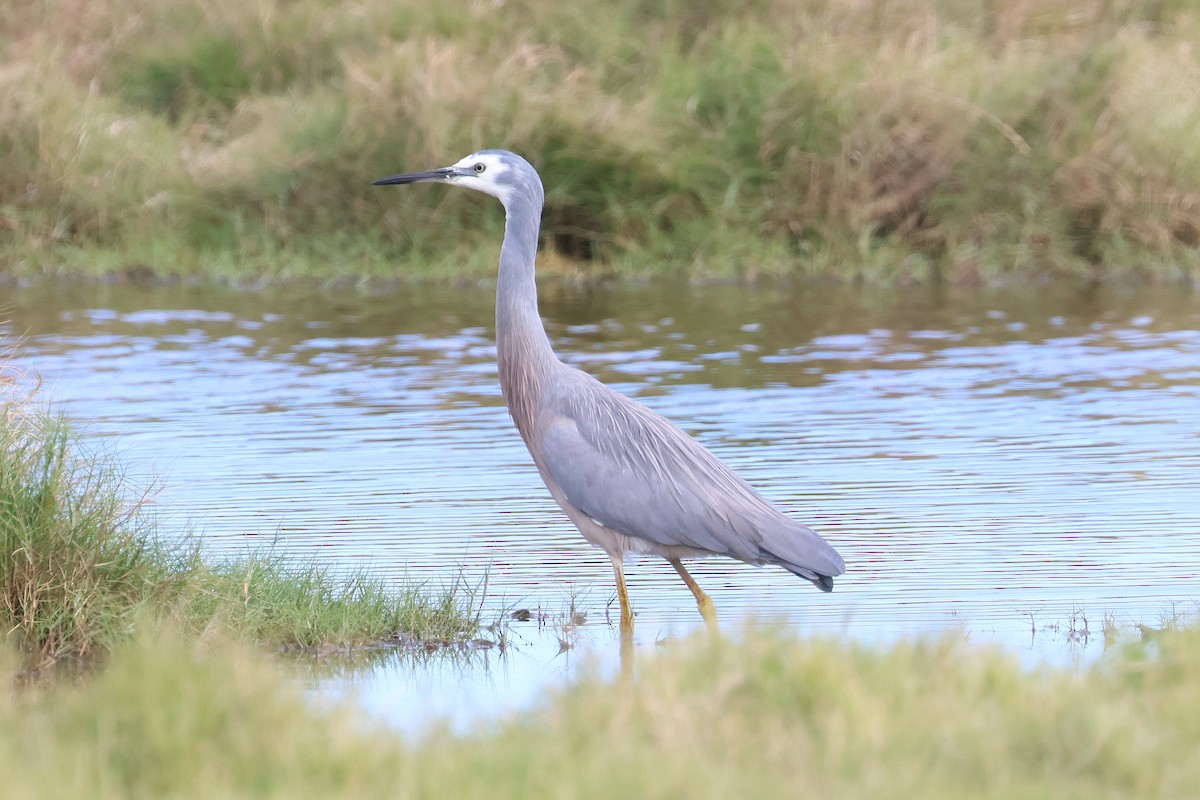 White-faced Heron - ML619380334