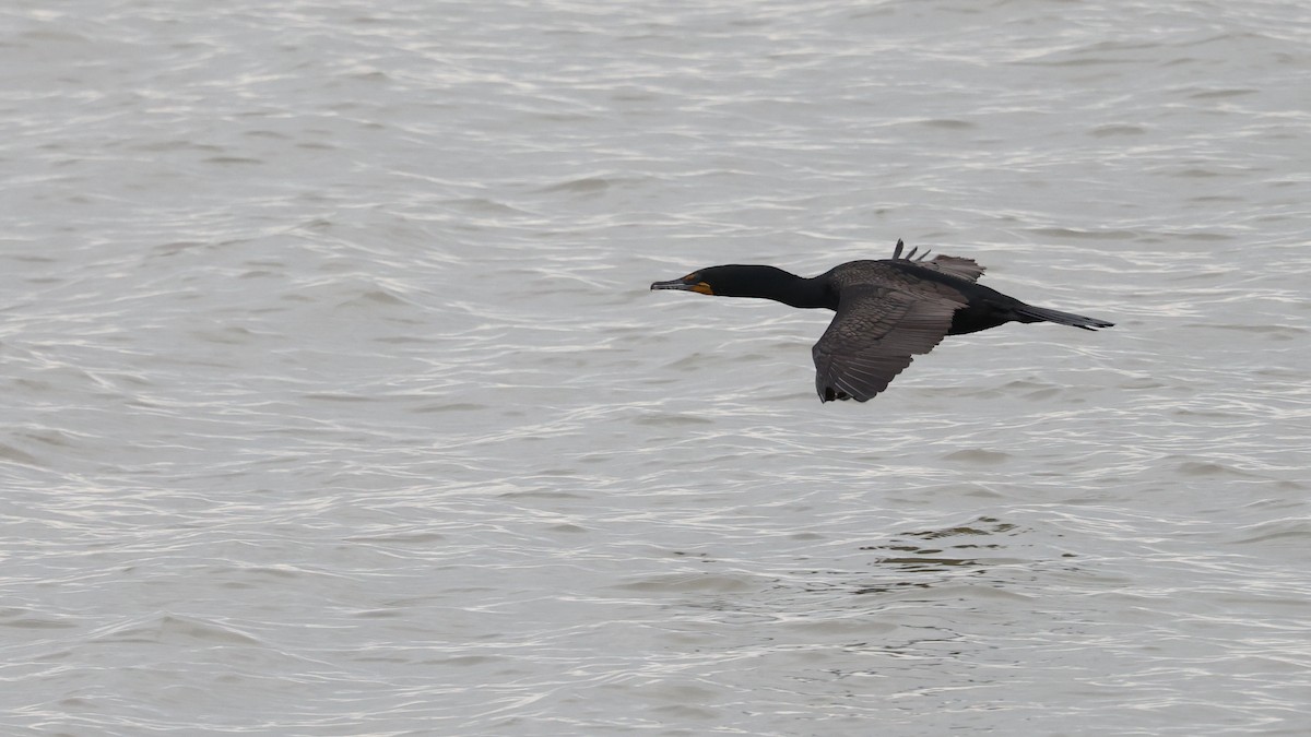 Double-crested Cormorant - Mark Sak