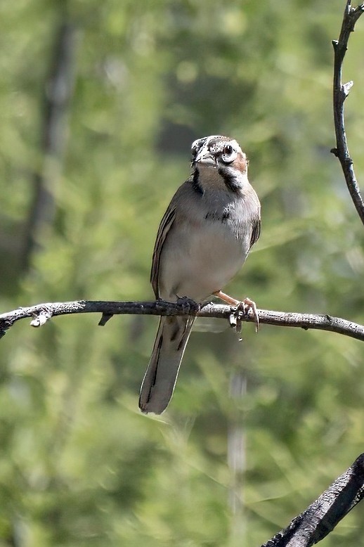 Lark Sparrow - LAURA FRAZIER