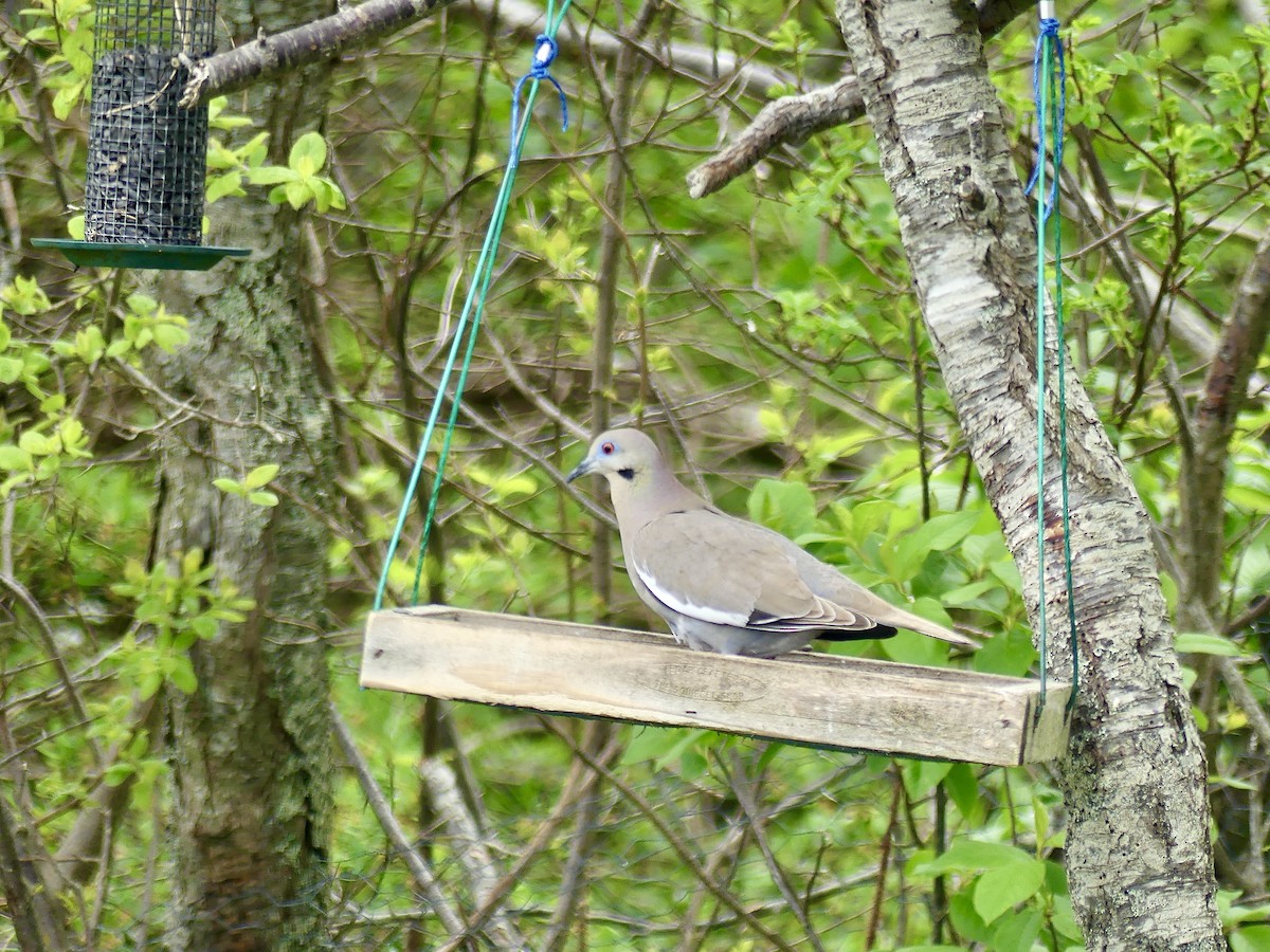 White-winged Dove - ML619380352