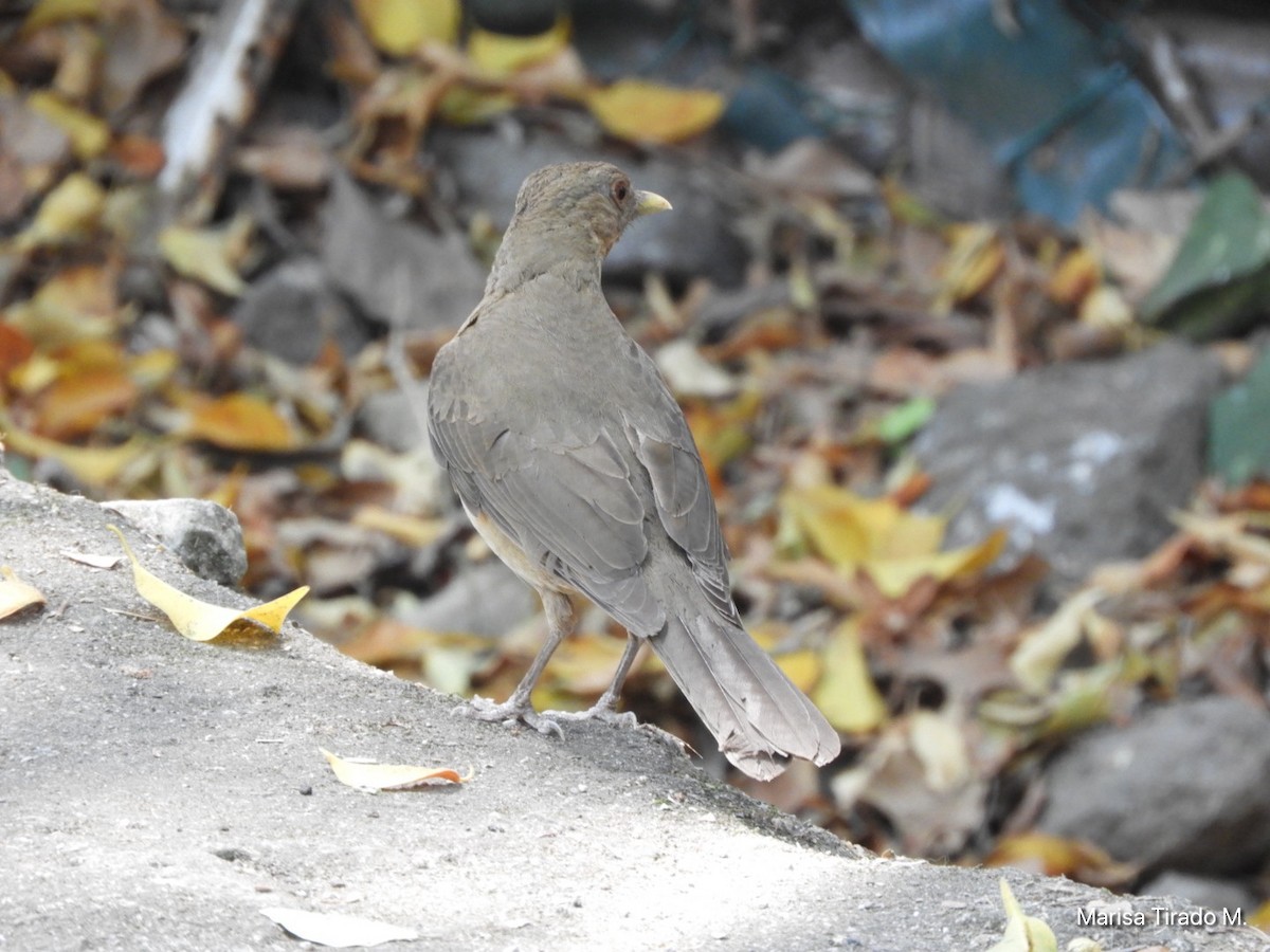 Clay-colored Thrush - Marisa Tirado