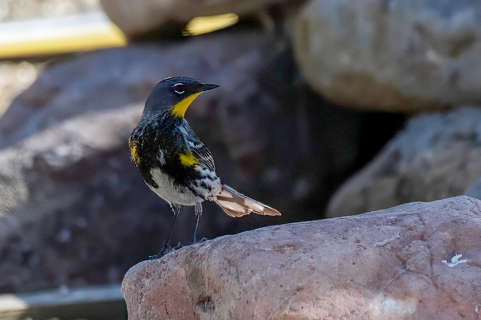 Yellow-rumped Warbler - LAURA FRAZIER