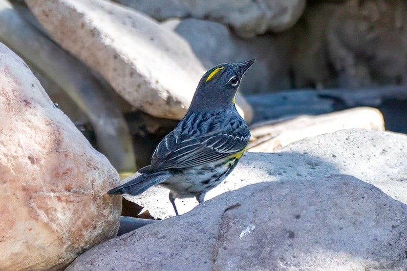 Yellow-rumped Warbler - LAURA FRAZIER