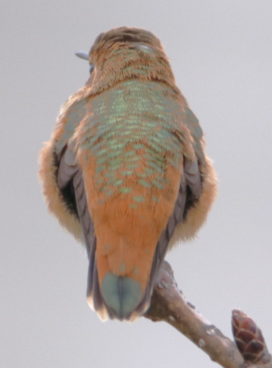 Allen's Hummingbird - Barry Spolter