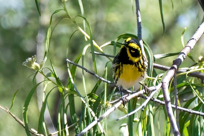 Townsend's Warbler - ML619380380