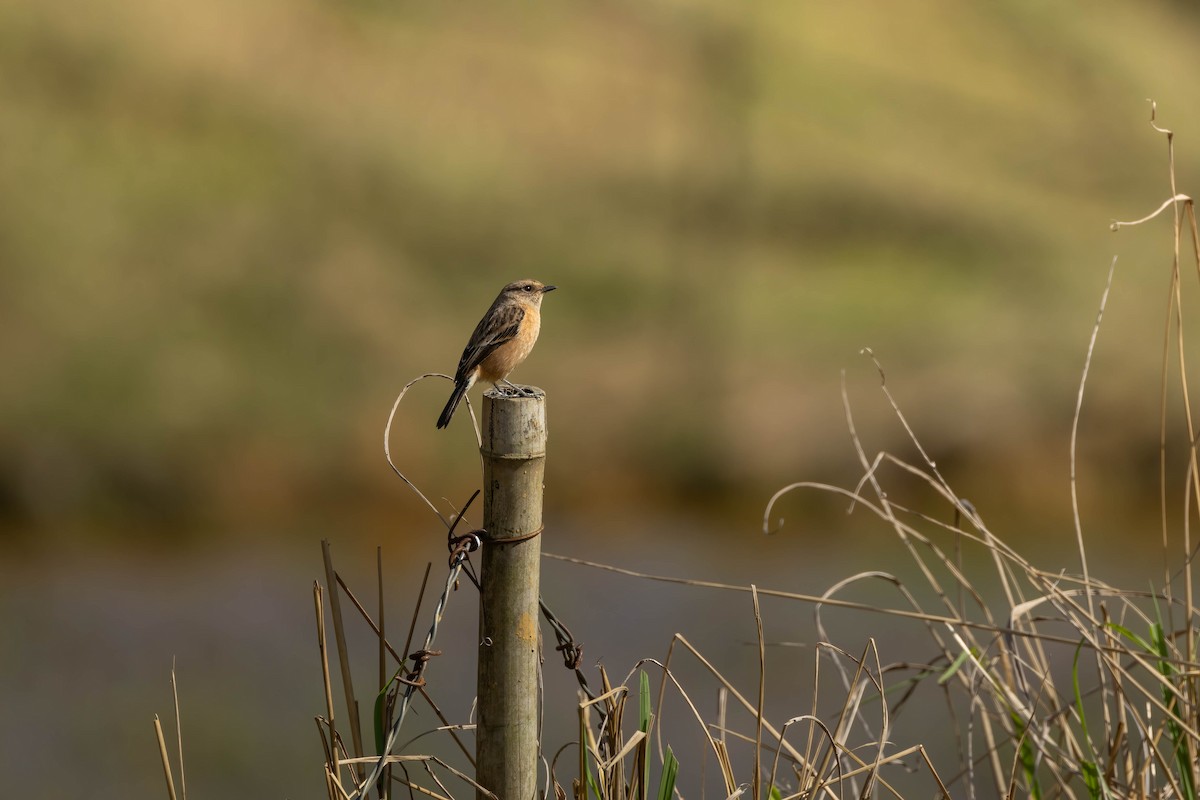 Amur Stonechat - Bao Shen Yap