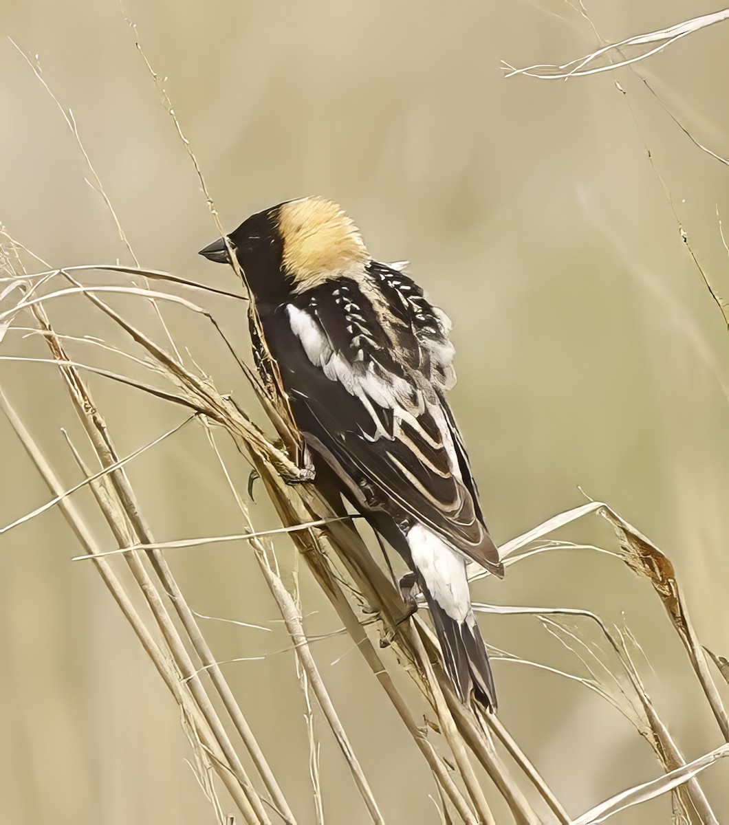 Bobolink - ML619380383