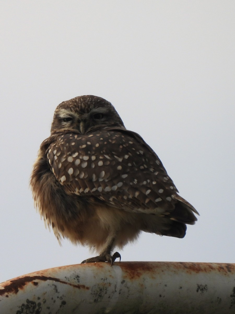 Burrowing Owl - Maria Lujan Solis