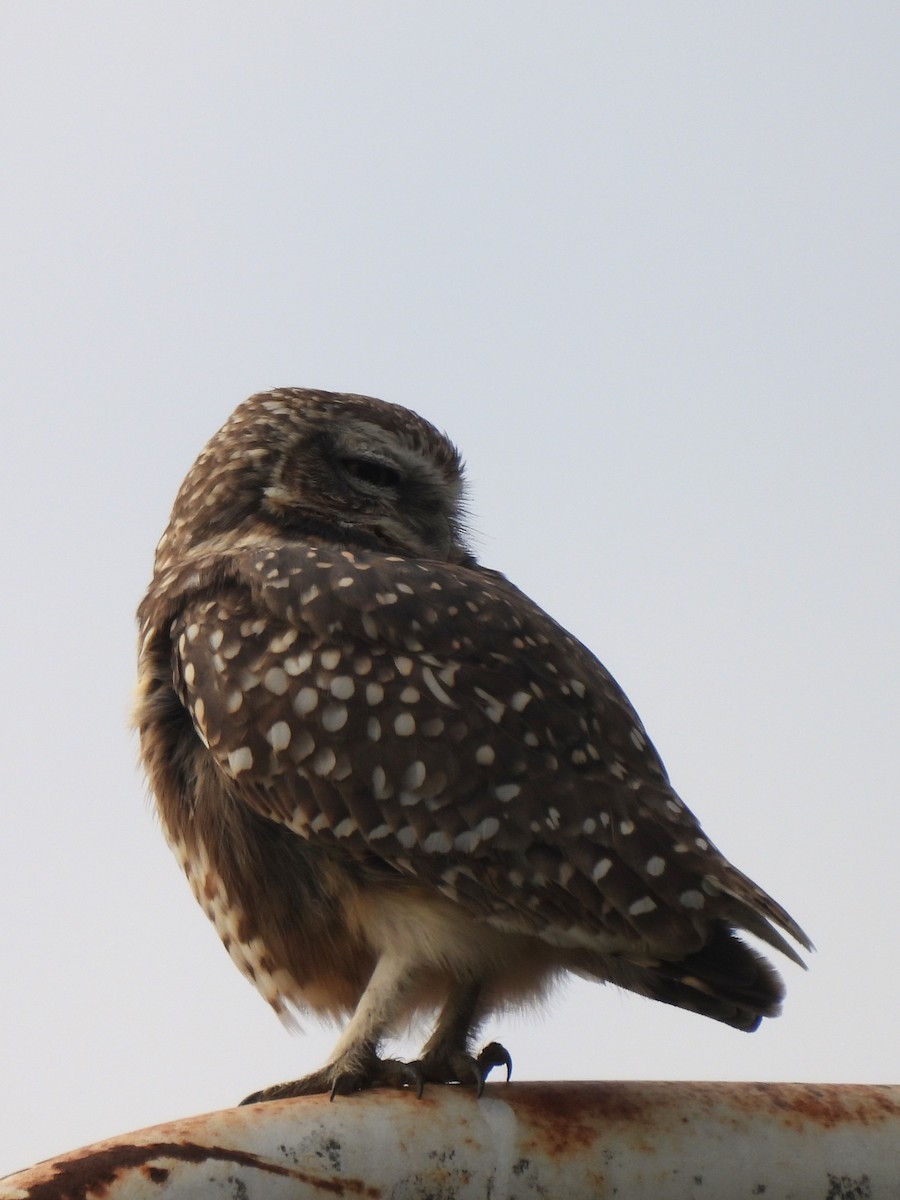 Burrowing Owl - Maria Lujan Solis