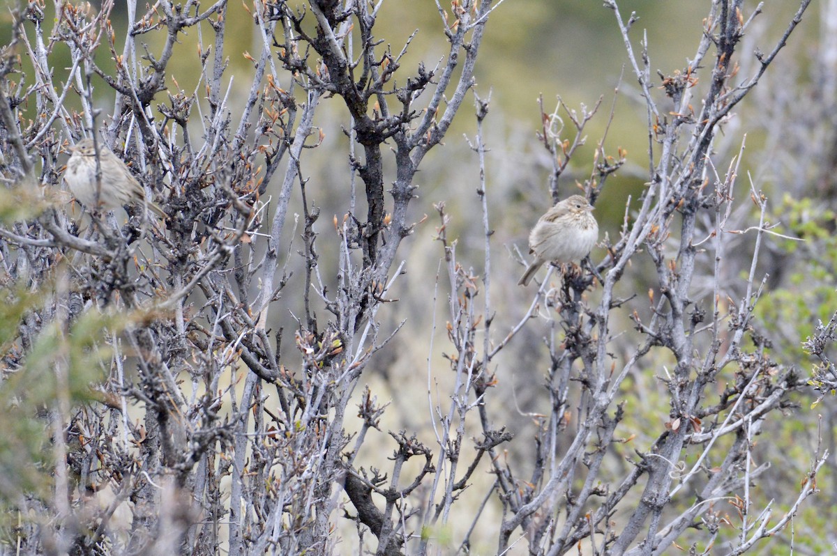 Brewer's Sparrow - ML619380395