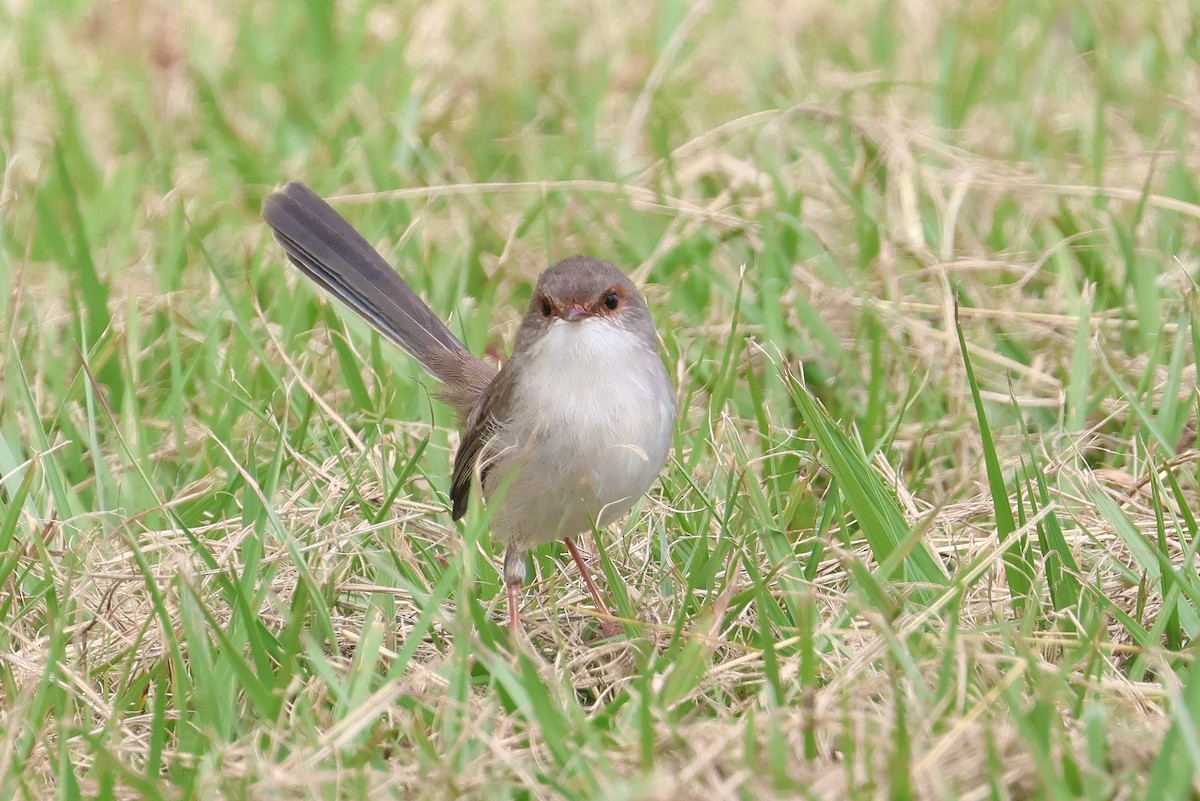 Superb Fairywren - Lorix Bertling